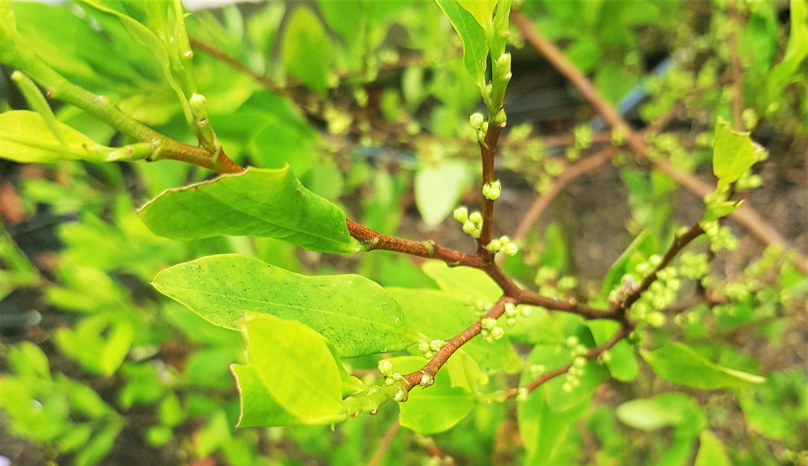 Coca plants